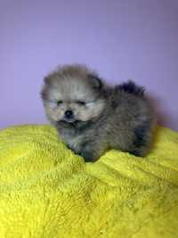 Pomeranian cu pedigree fci