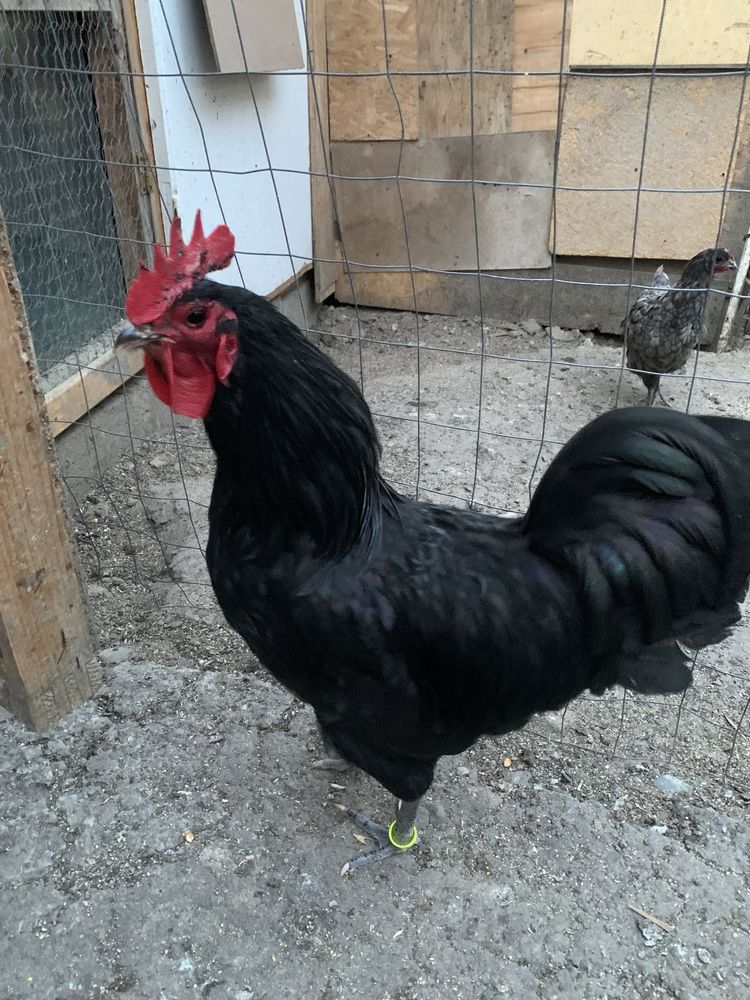 Cocosi Australorp