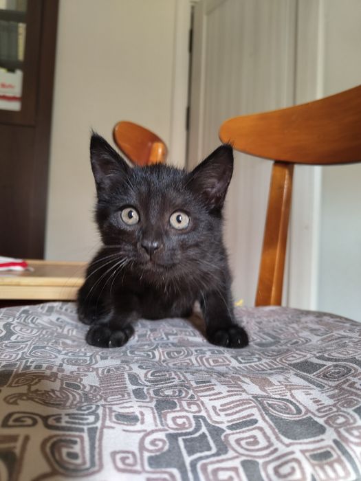 Котенок черный в добрые руки