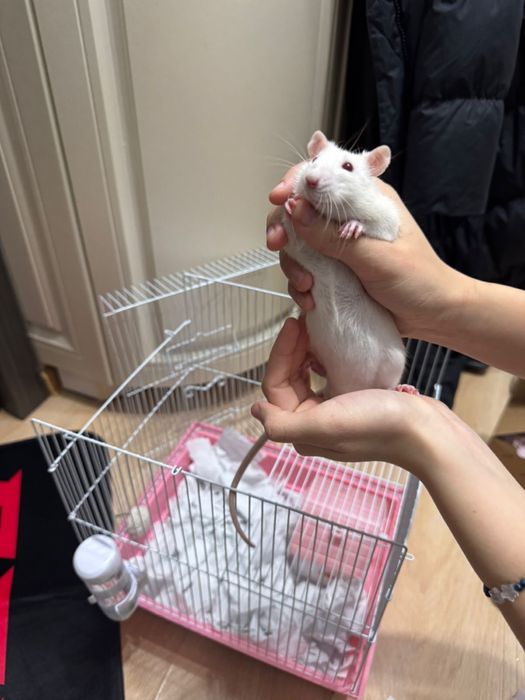 Продам крысу с клеткой