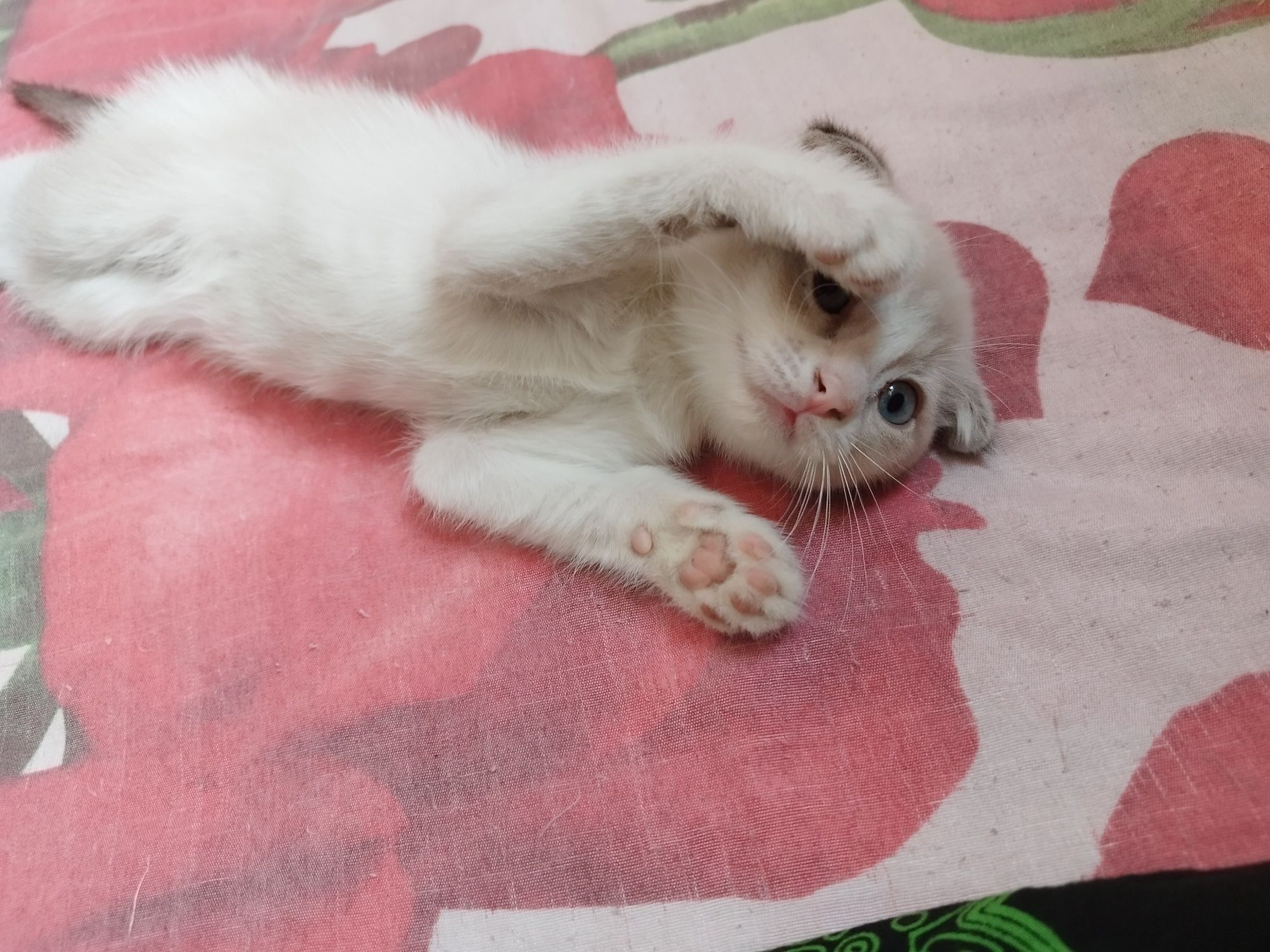 Скоттиш фолд Киз ва угил