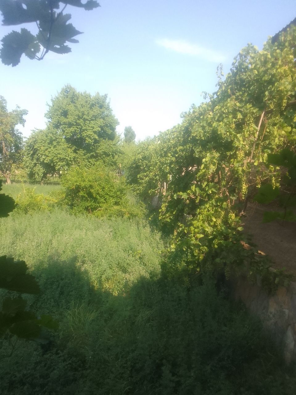 Hovli sotiladi arzon