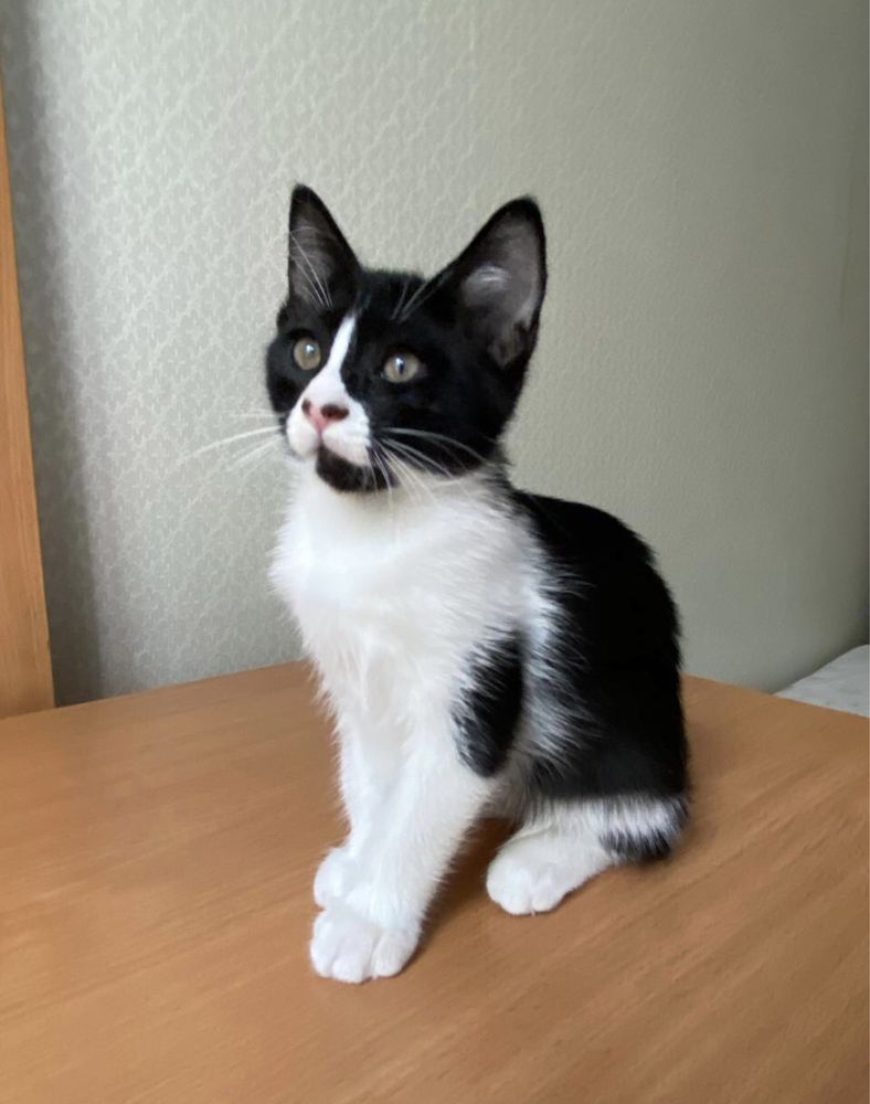 Котенок в добрые руки (кошка, киса)