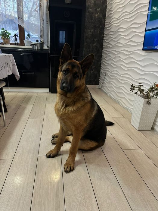 Кобель немецкой овчарки на вязку