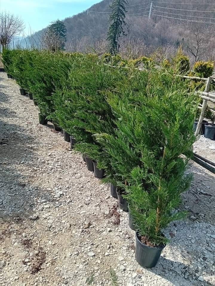 Tuia leylandii brazi pini spirale pom pon mesteacăn etc