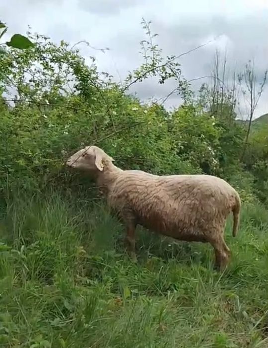 Oi merinos si suflok
