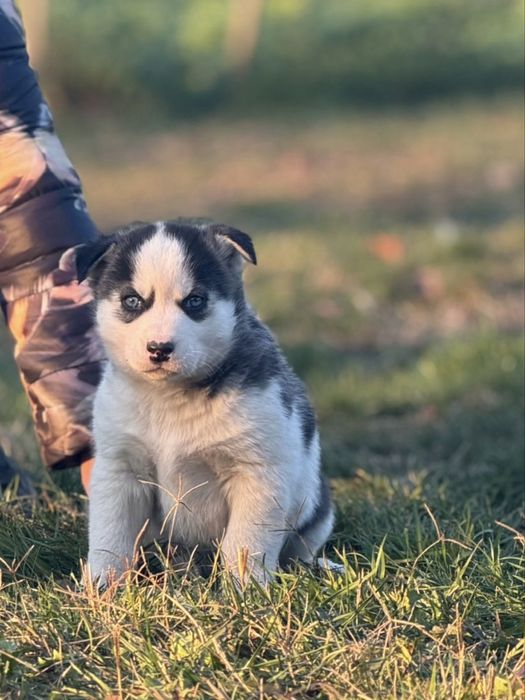 Pui Husky Siberian(exemplar deosebit)!