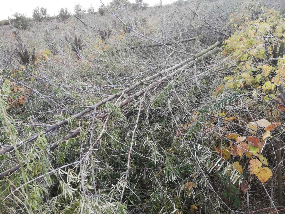 Vand material lemnos compus din crengi cu grosimea 1-7cm