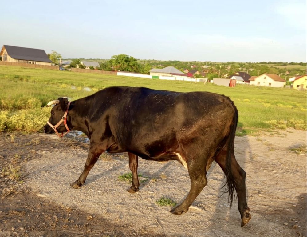 Vaca gestanta de vanzare