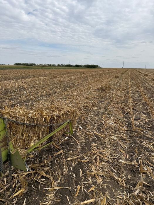 Baloti de pănuși (ciocan) cu multa frunză