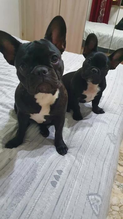 Bulldog francez m