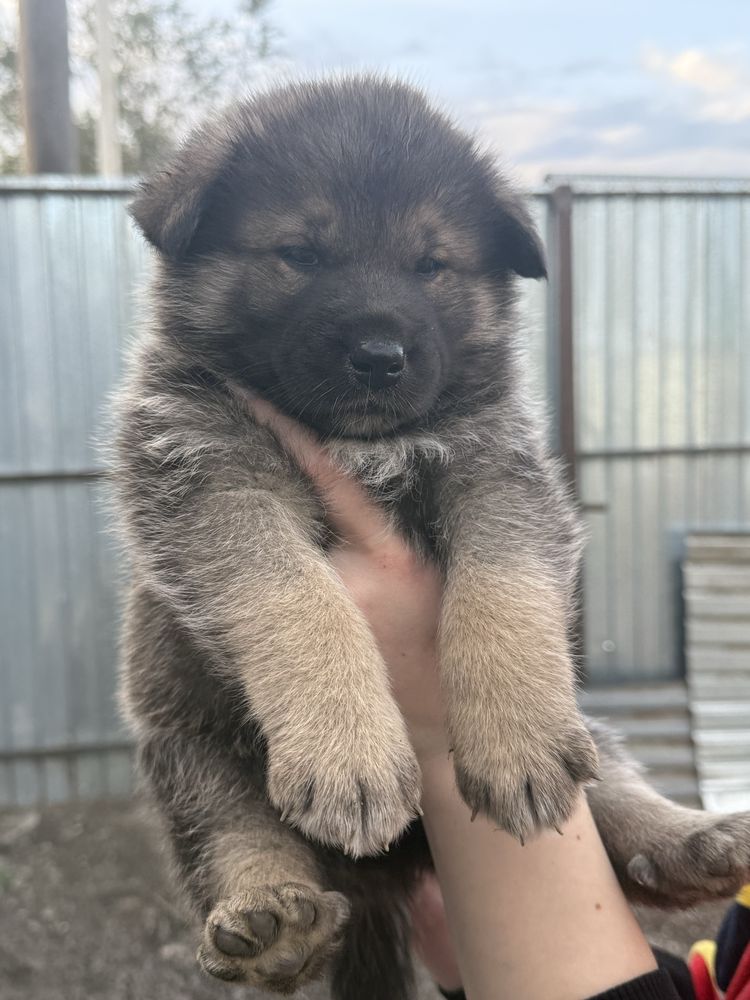 Продам классных щенков