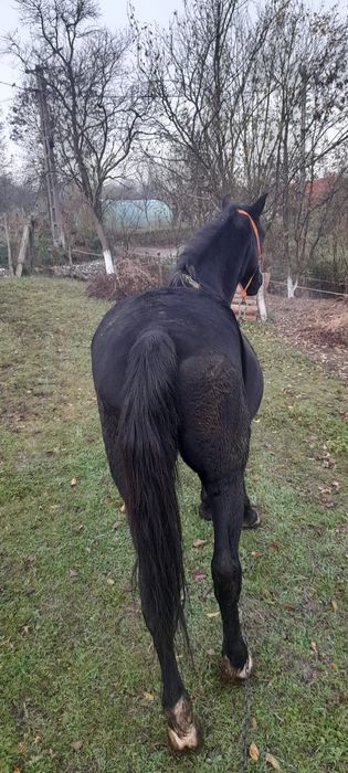 Vand cal frumos si cuminte