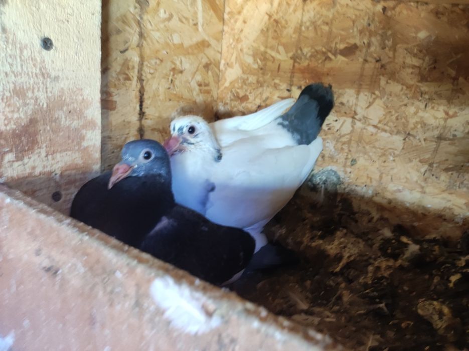 Pui Porumbei voiajori!