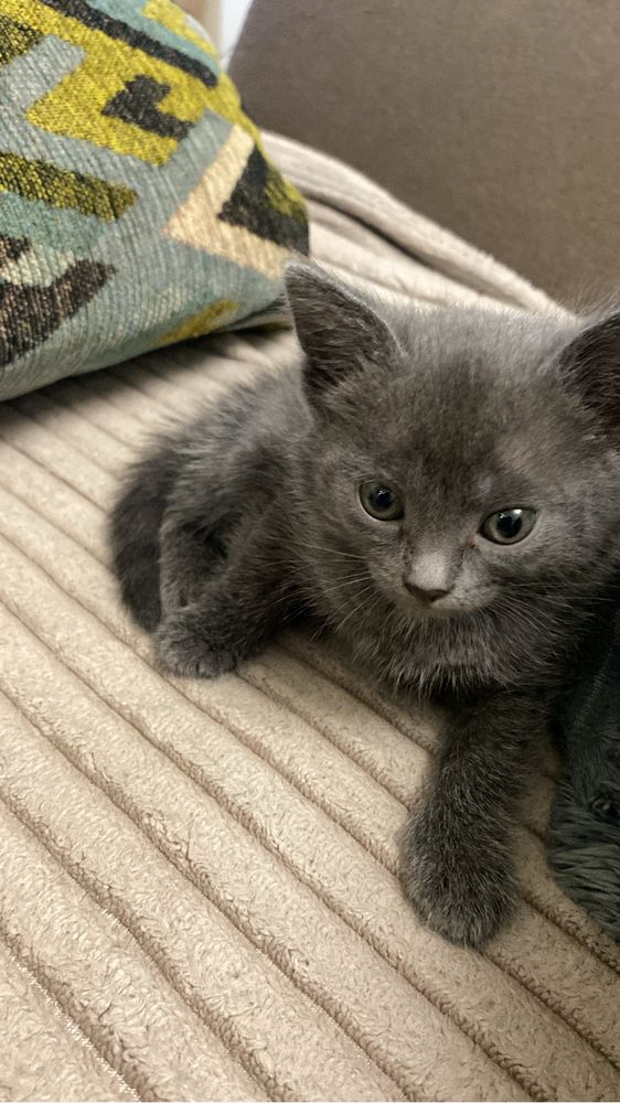 Котенок ищет дом