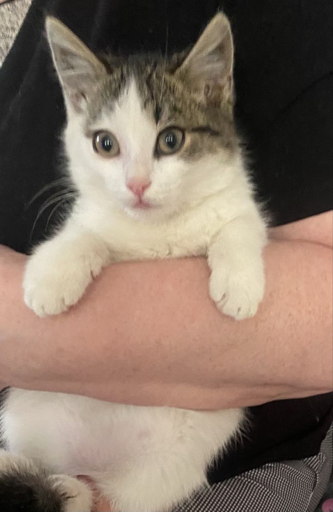 Котик 3 мес.в добрые руки