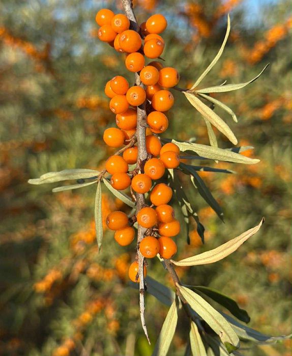 Cătină congelată de calitate superioară – Vânzare en-gros