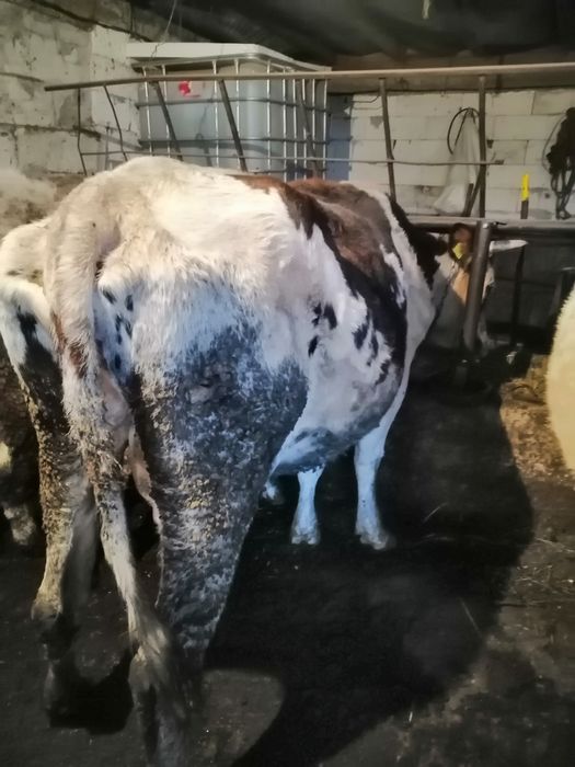 Vând vacă gestanta