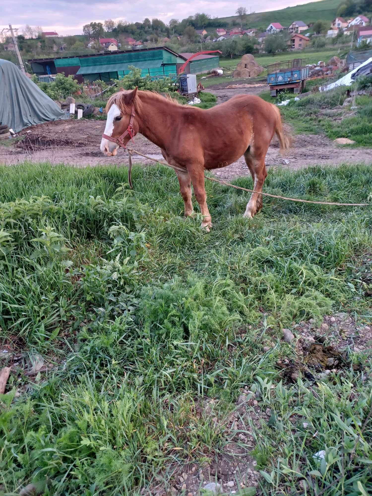 Vând două mânze una de 10 luni și una de un an și o lună