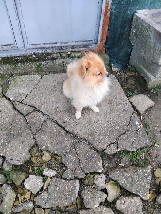 Померан на 2 години