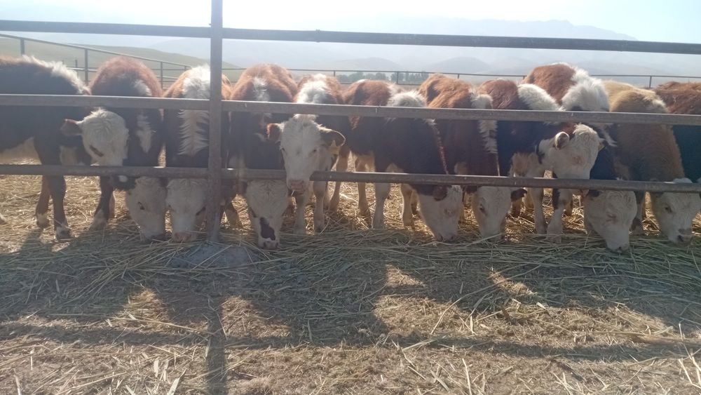 Продам бычков подсосов