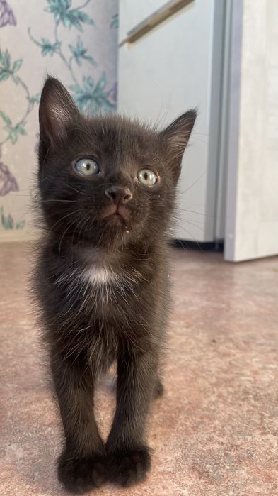 Котята ищут добрые руки