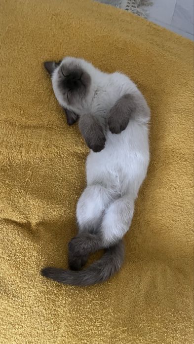 Шотлански кот