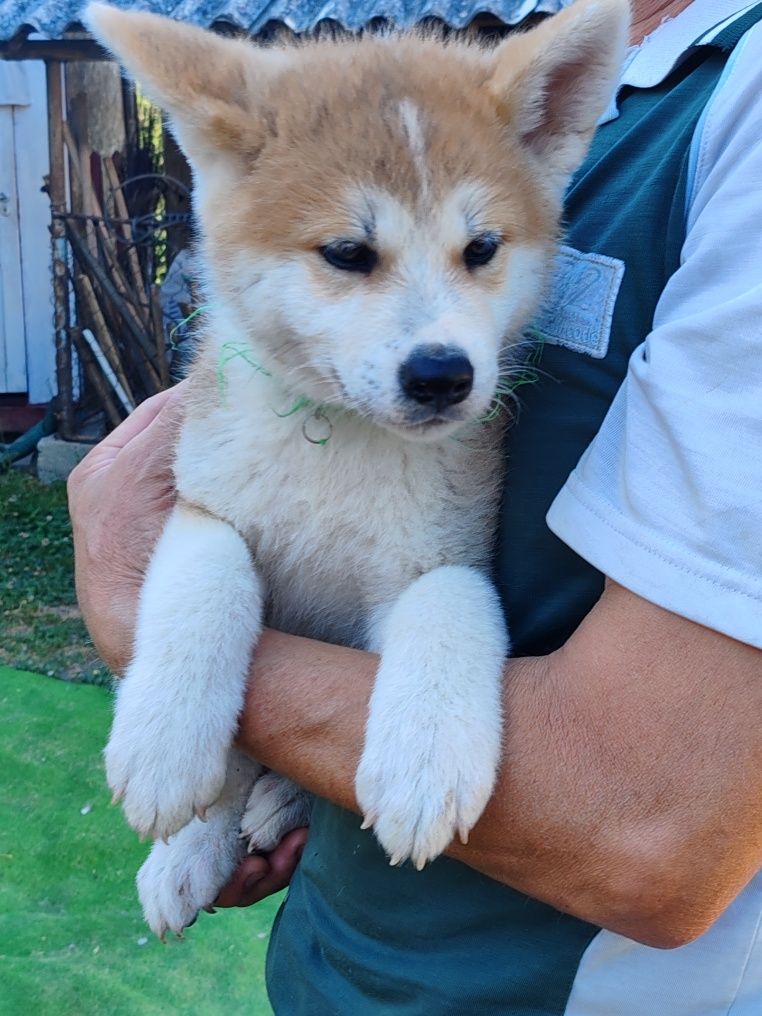 Pui Akita Inu Japonez