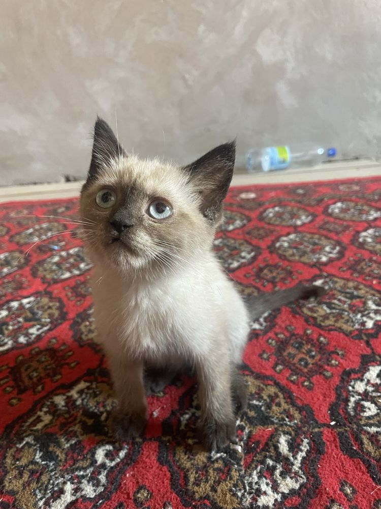 Mushuk zotli sotiladi