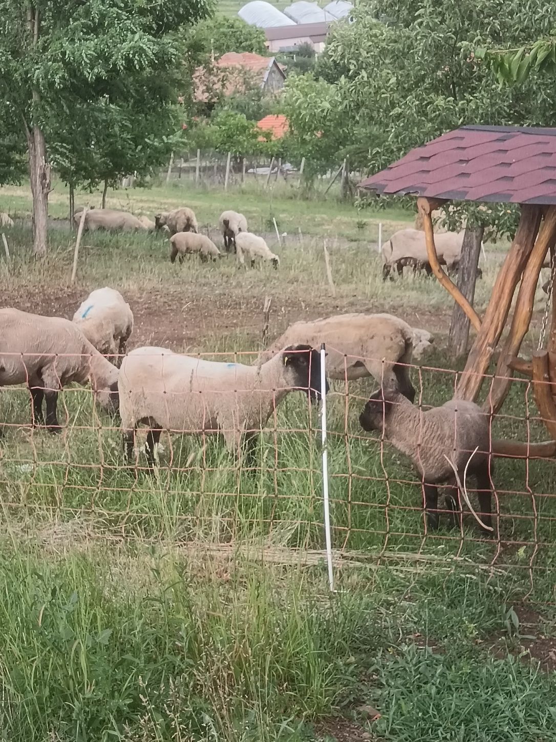 Vând oi sulfoc  rasa
