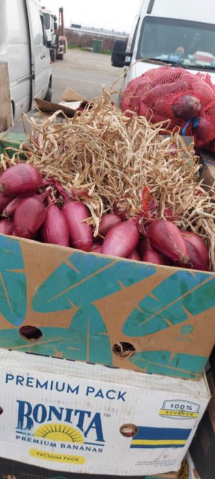 Ceapa galbena si ceapa rosie