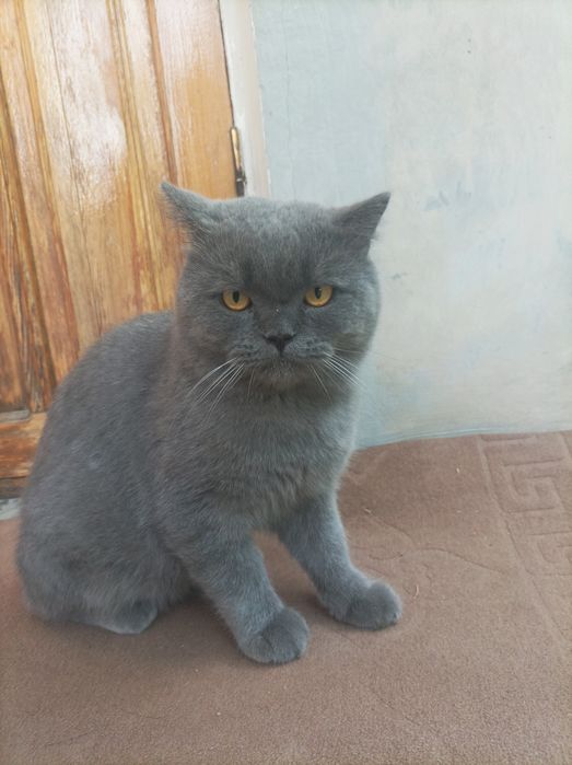 Mushuk British Shorthair srochno sotiladi