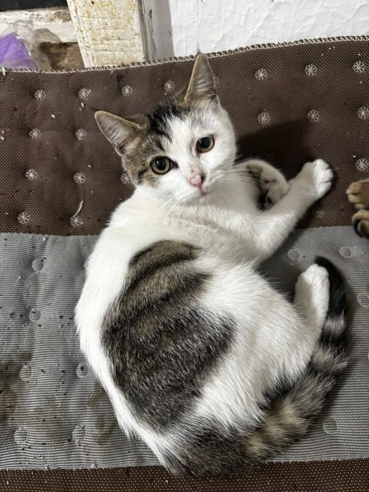 Котенок в Добрые руки