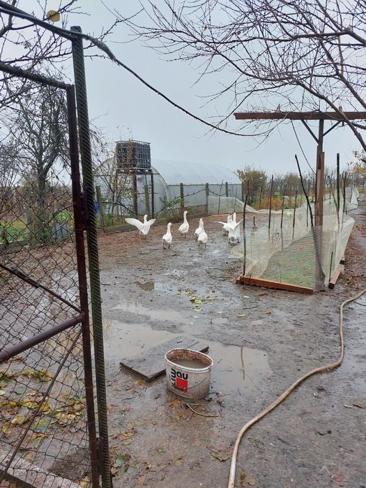 Gaște și rațe de vânzare