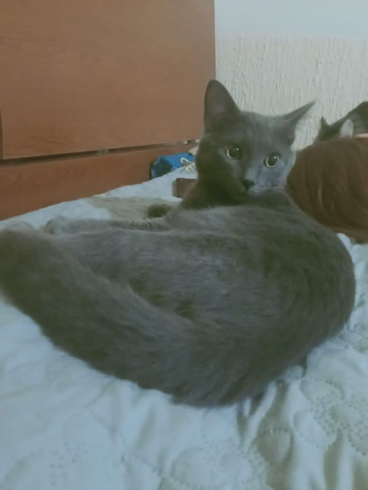 Кот по имени Лео