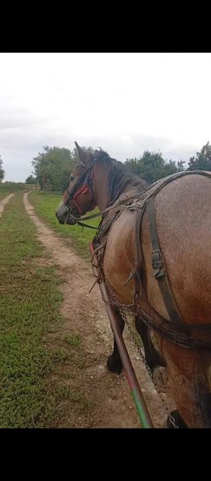 Vând mânză de un an jumate am pus odată hamu pe ia merge bine liniștit