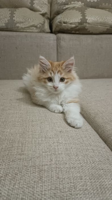 Котенок рагамаффин 2,5 месяца