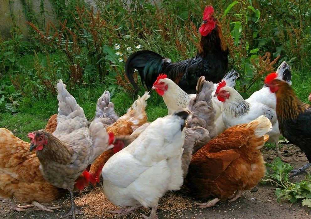 Продам домашних курочек