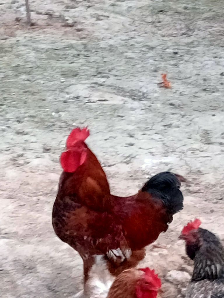 Qizil xoʻroz xashaki jaydari