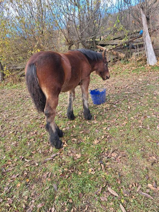 Mânză 6 luni de vanzare