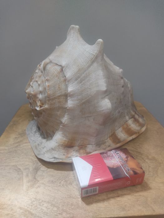 Ракушка для акварума огромная