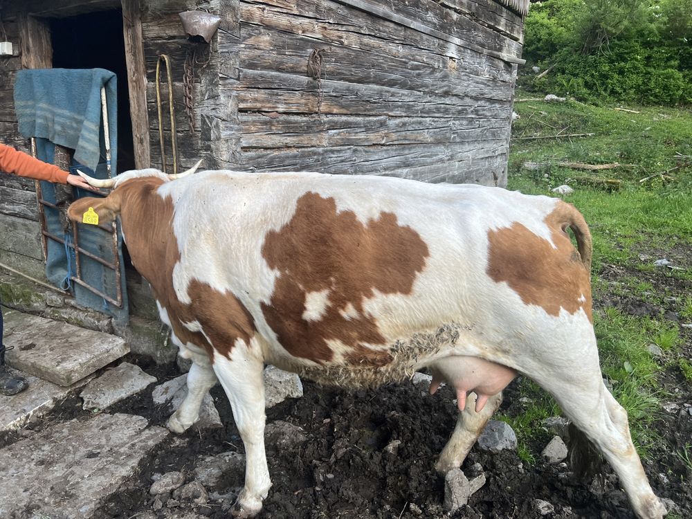 Vaca  cu  vitel