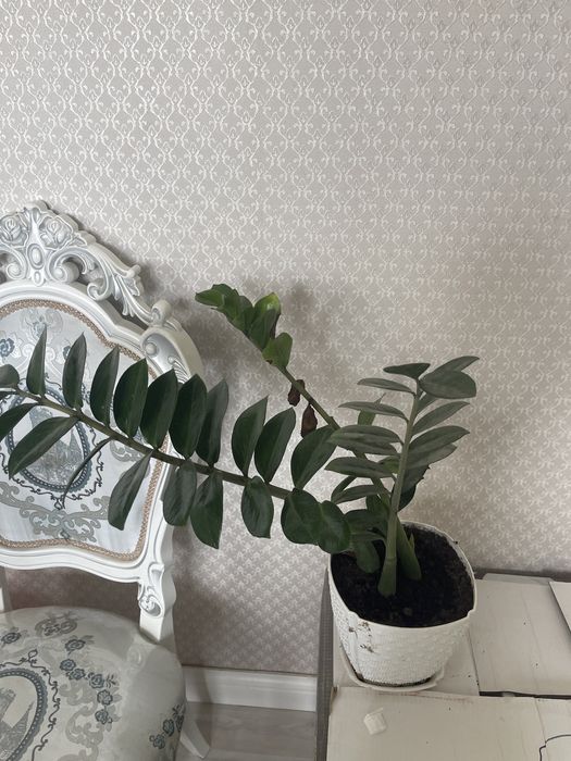Комнатные цветы доллар
