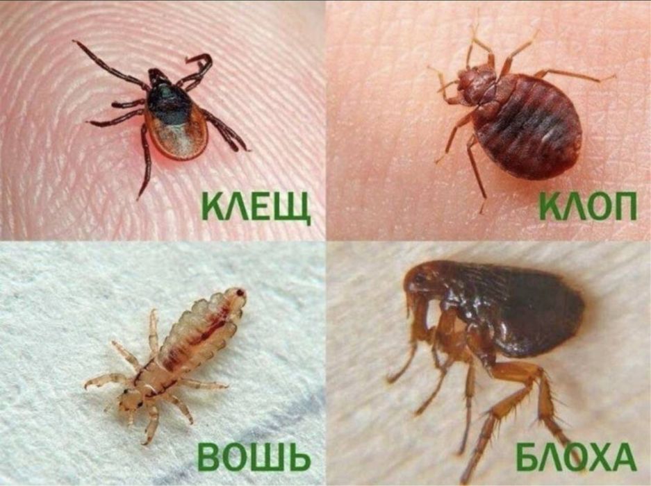 Дезенфекция дизенсекция дератиция клоп таракан dizinfeksiy 20% скидка