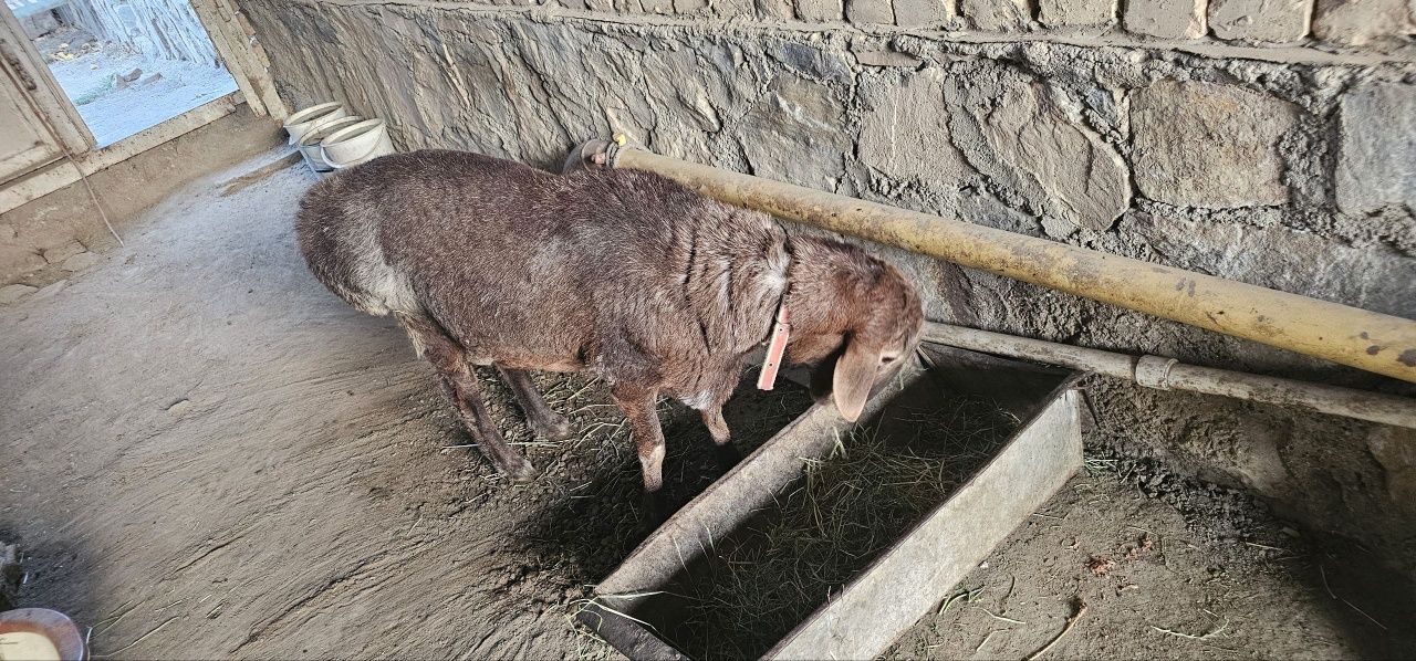 Qo'chqor sotiladi. Dumboqqina mazali