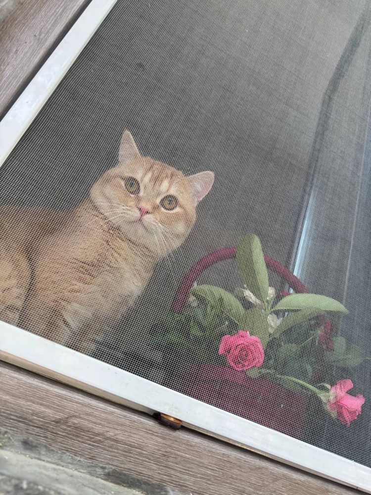 Кот на вязку Британская короткошерстная