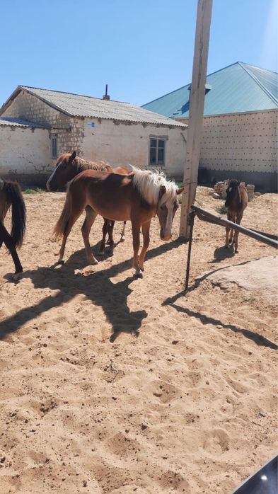 40-еркек тай сатылады. Бейнеуде тұр
