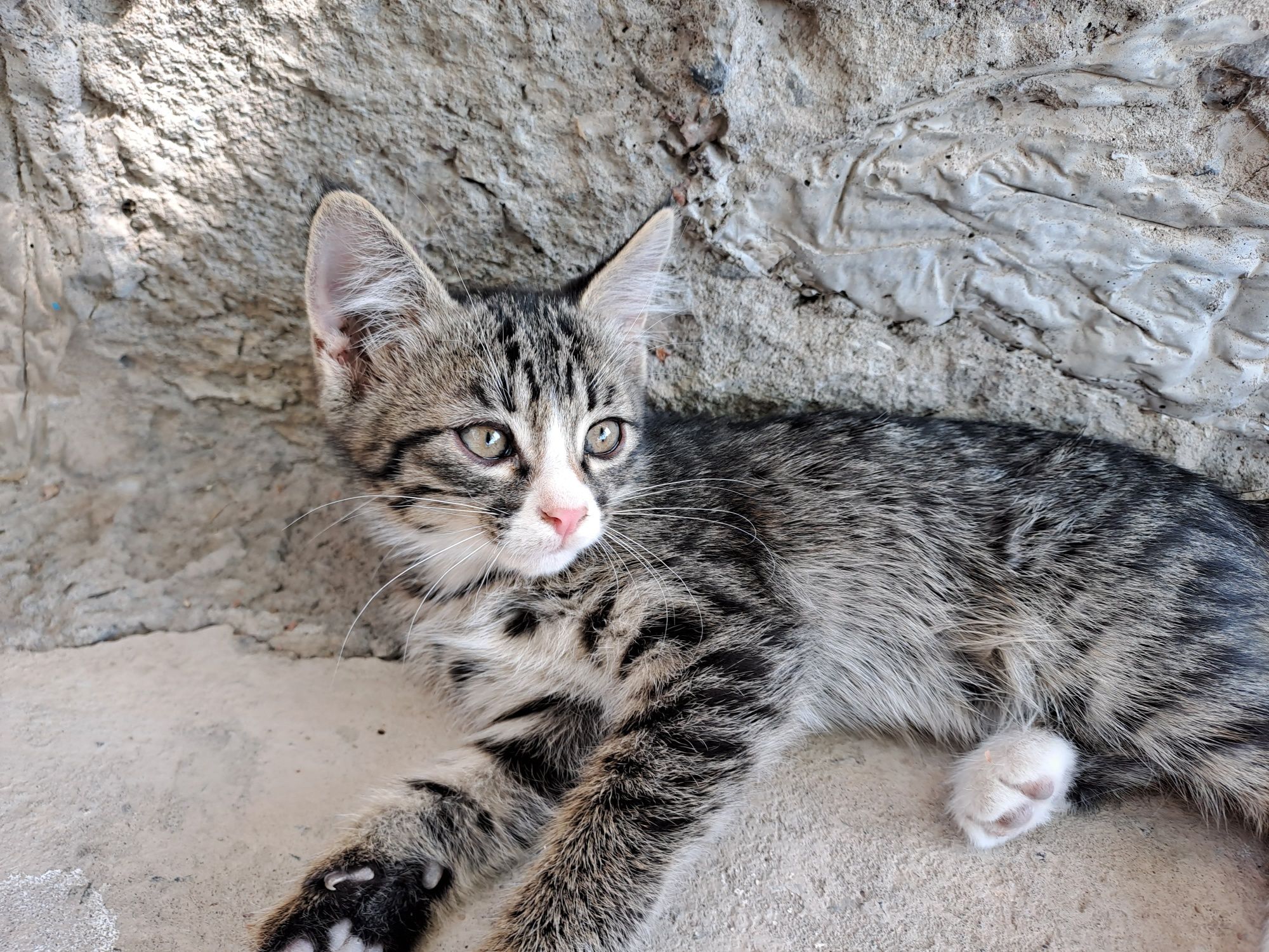Котята два месяца