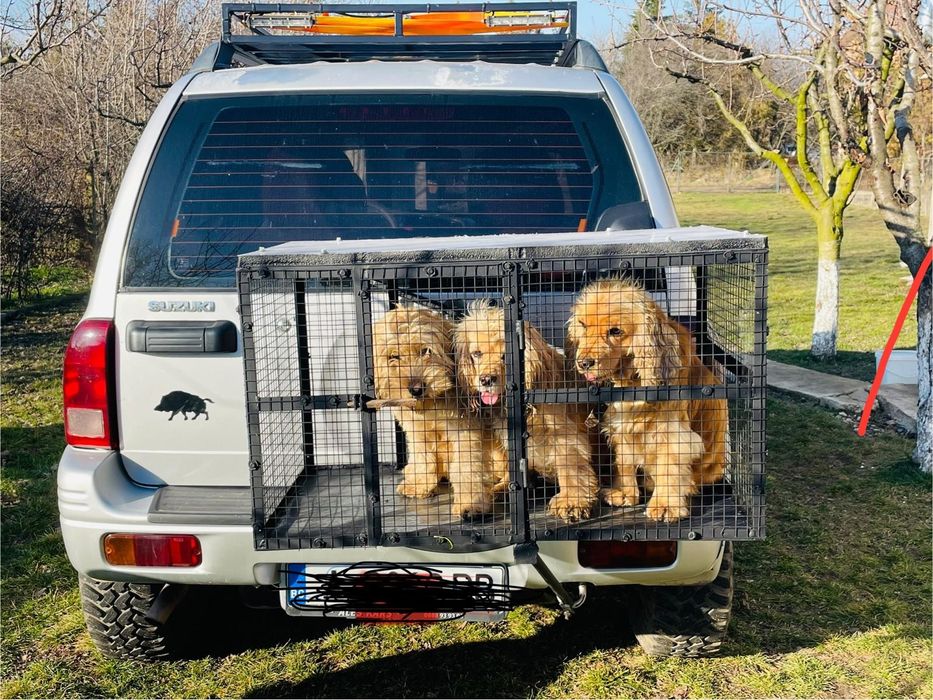 Работни кучета за трюфели