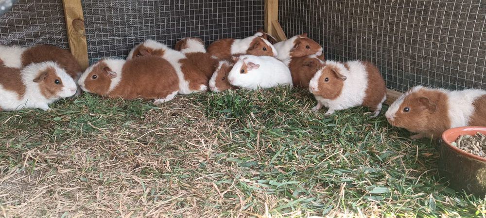 Porcușori de Guinea